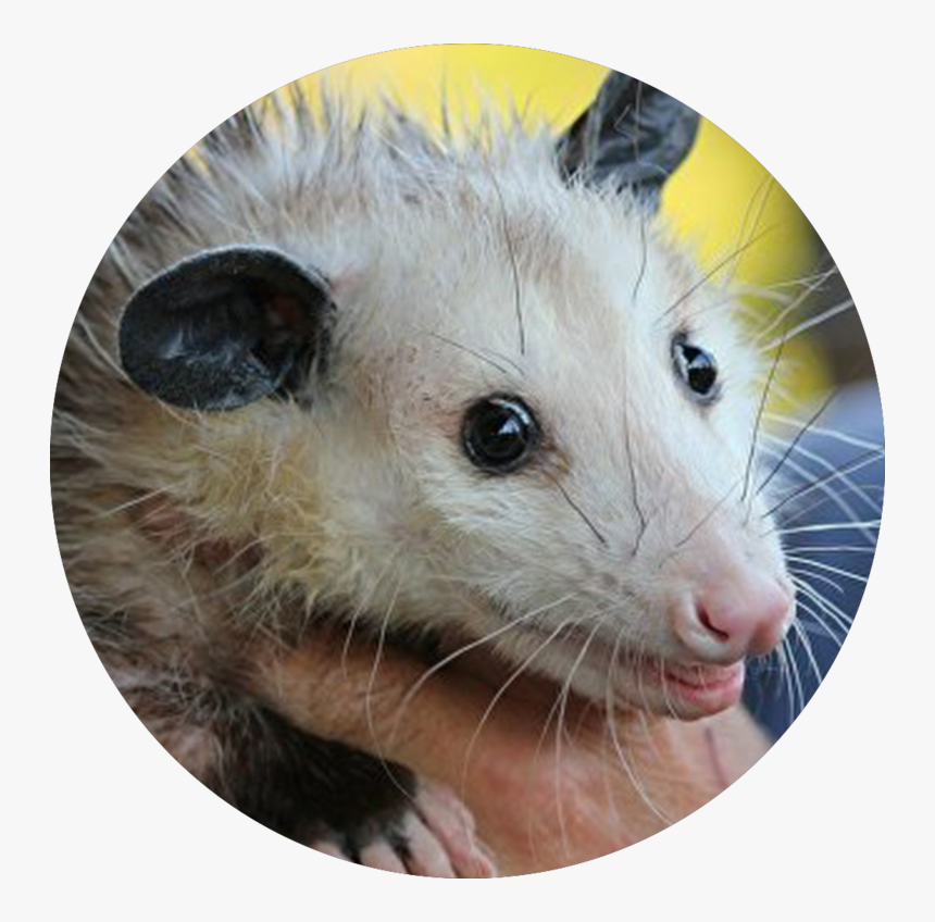 Cleveland Browns Rally Possum - Does Opossum Eat, HD Png Download