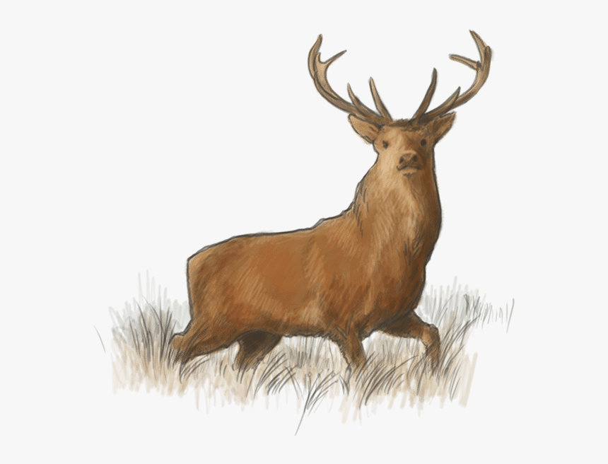 Lough Eske Road Elk The Lodge @ Harvey S Point - Elk, HD Png Download