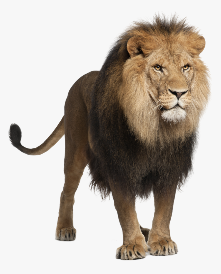 Lion Png Image, Free Image Download, Picture, Lions - Panthera Leo, Transparent Png