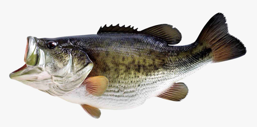 Bass Fish Transparent Background, HD Png Download