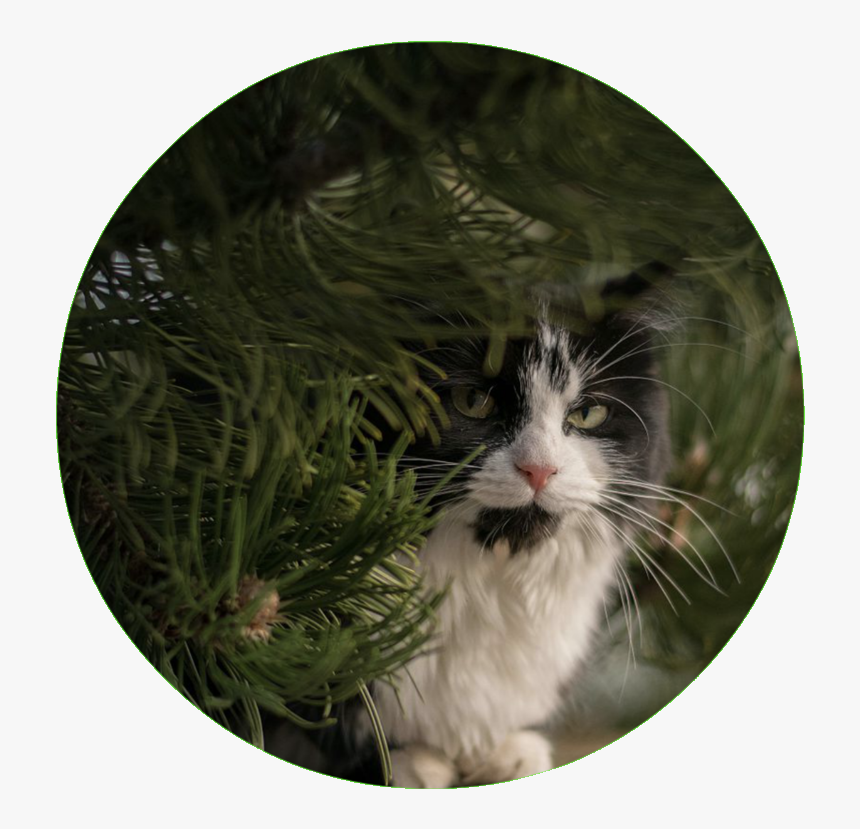 Transparent Possum Png - Asian, Png Download