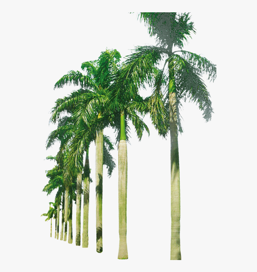 Palm Trees In A Row Png Image - Beach Palm Trees Png, Transparent Png