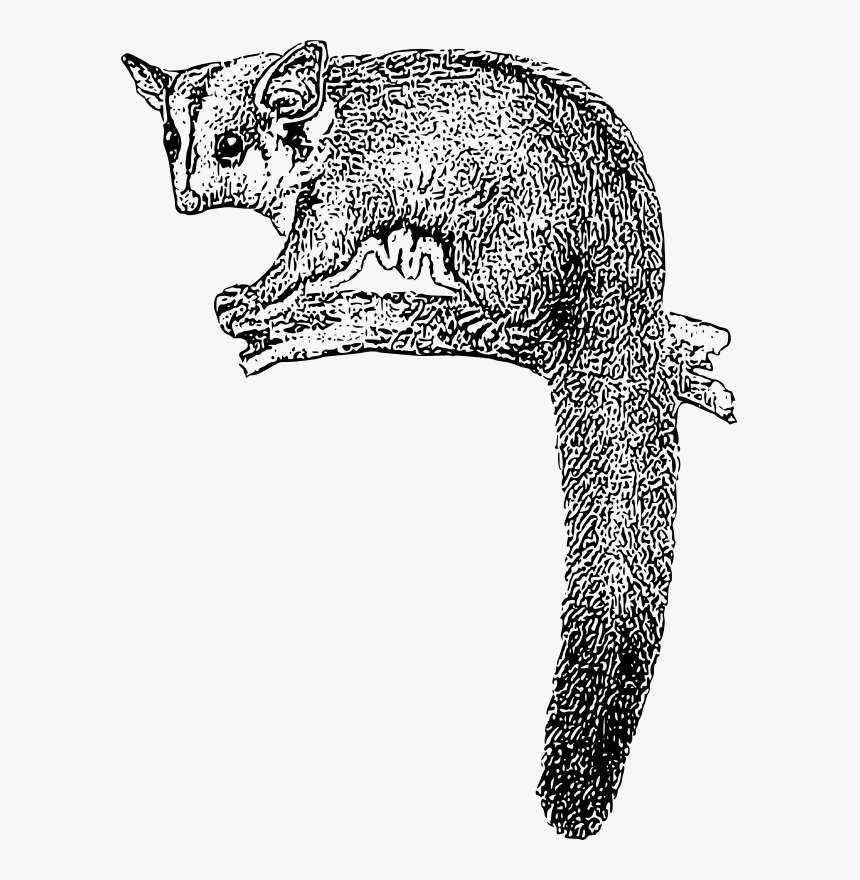 Possum Clipart, HD Png Download