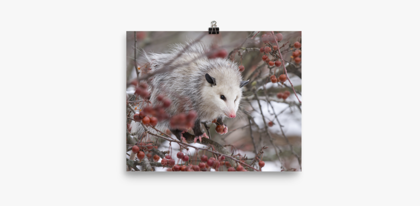 Possum, HD Png Download
