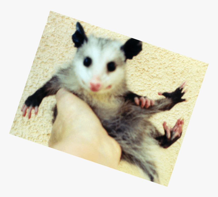 Common Opossum, HD Png Download