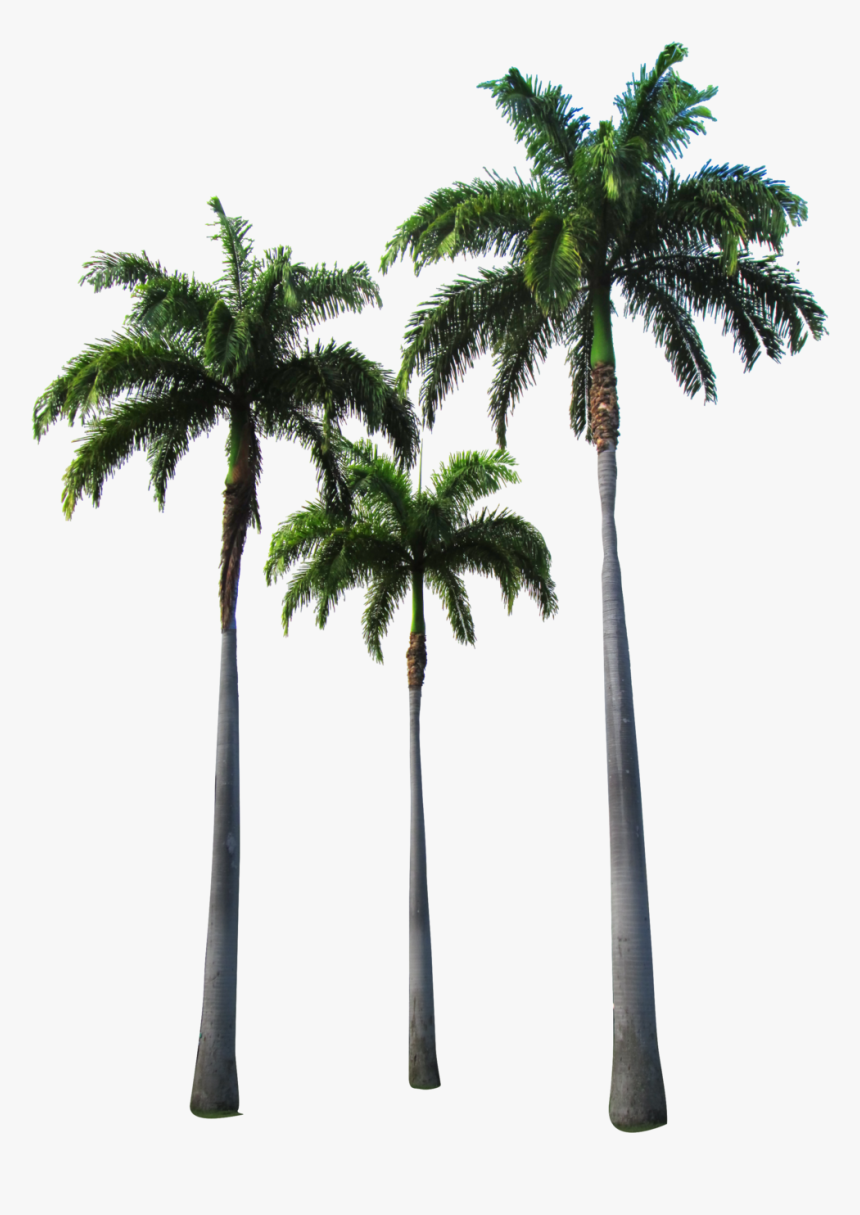 Arecaceae Tree Clip Art - Hotline Miami Wallpaper Phone, HD Png Download