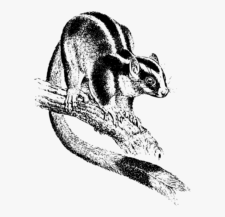 Wildlife,art,squirrel - Marsupial, HD Png Download