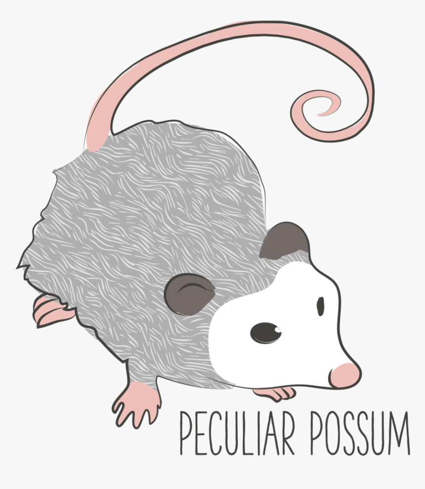 Possum-01 - Rat, HD Png Download