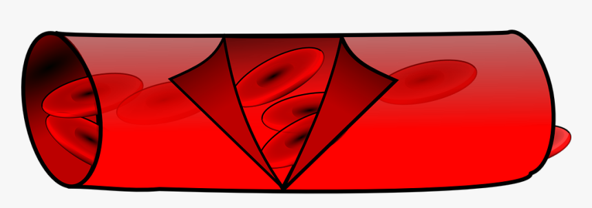 Anatomy, Blood, Vessel, Red, Blood Vessel, Biology - Blood Vessel Transparent Background, HD Png Download