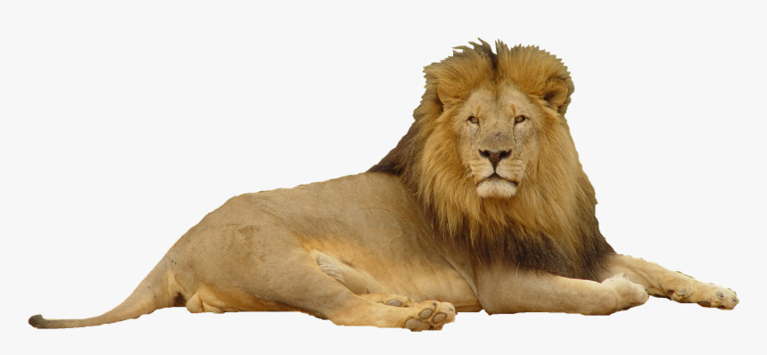 Lion Png Photoscape Editor Manipulation Friends King - Lion In Top Hat, Transparent Png