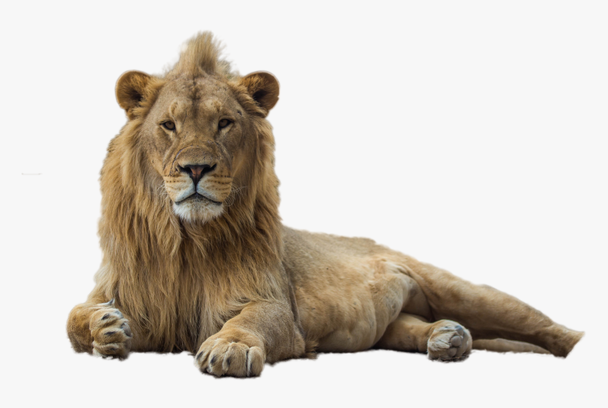 Lion Png Image - Lion, Transparent Png