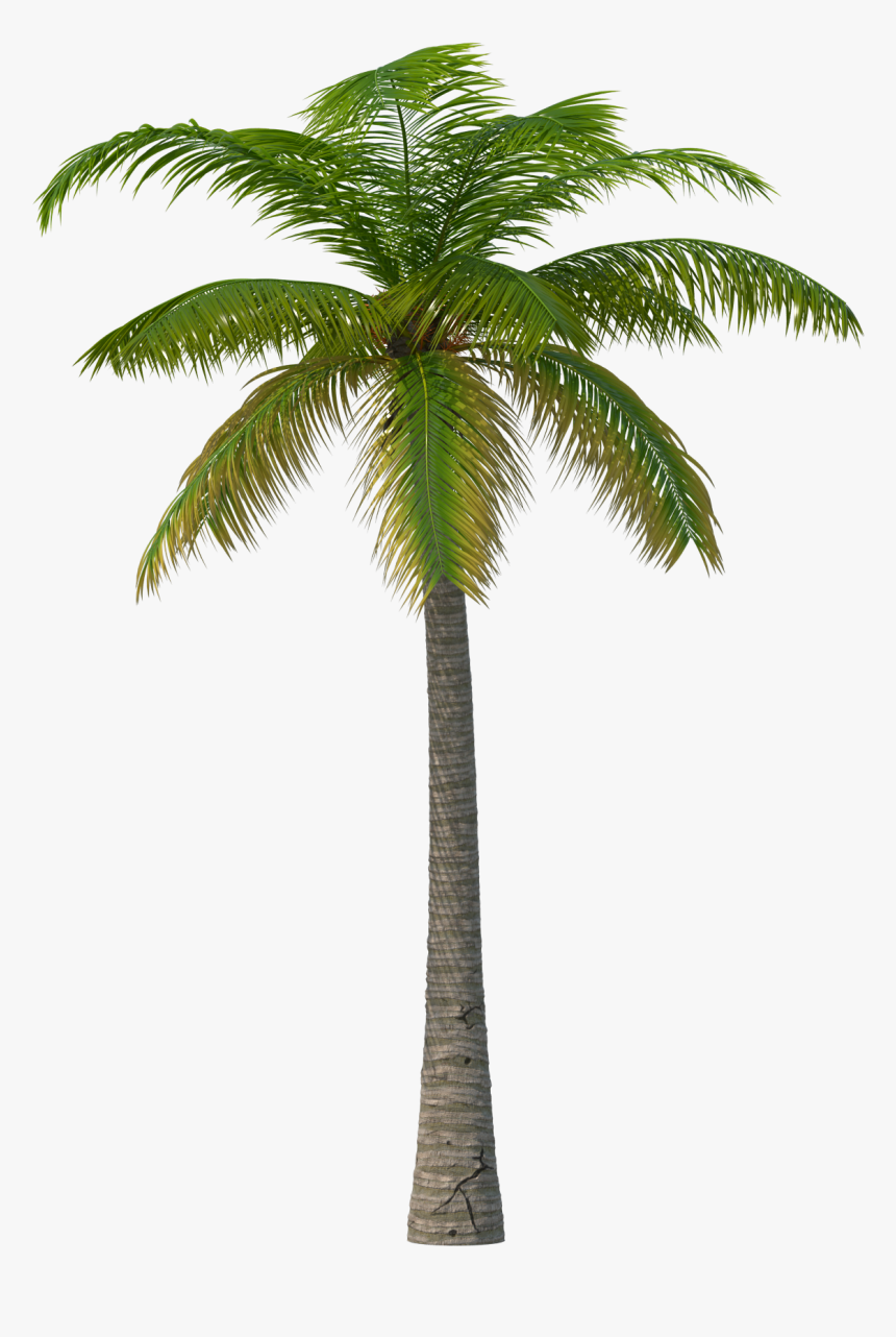 Palm Tree Png Image - Martin Garrix Feat Macklemore & Patrick Stump, Transparent Png