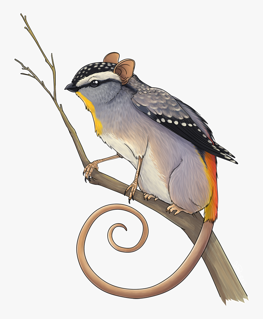 Pardalotidae, HD Png Download