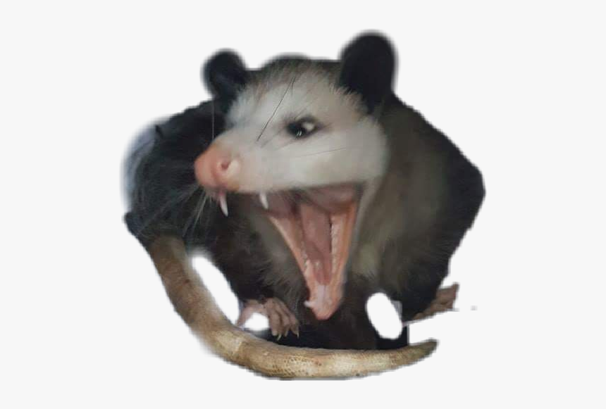#possum - Fang, HD Png Download