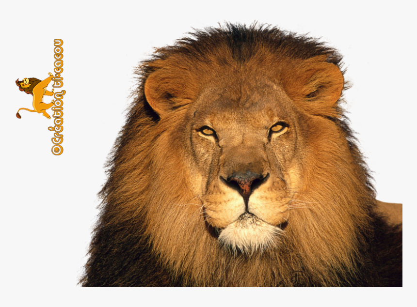 Lion Png Render - Lion Render, Transparent Png