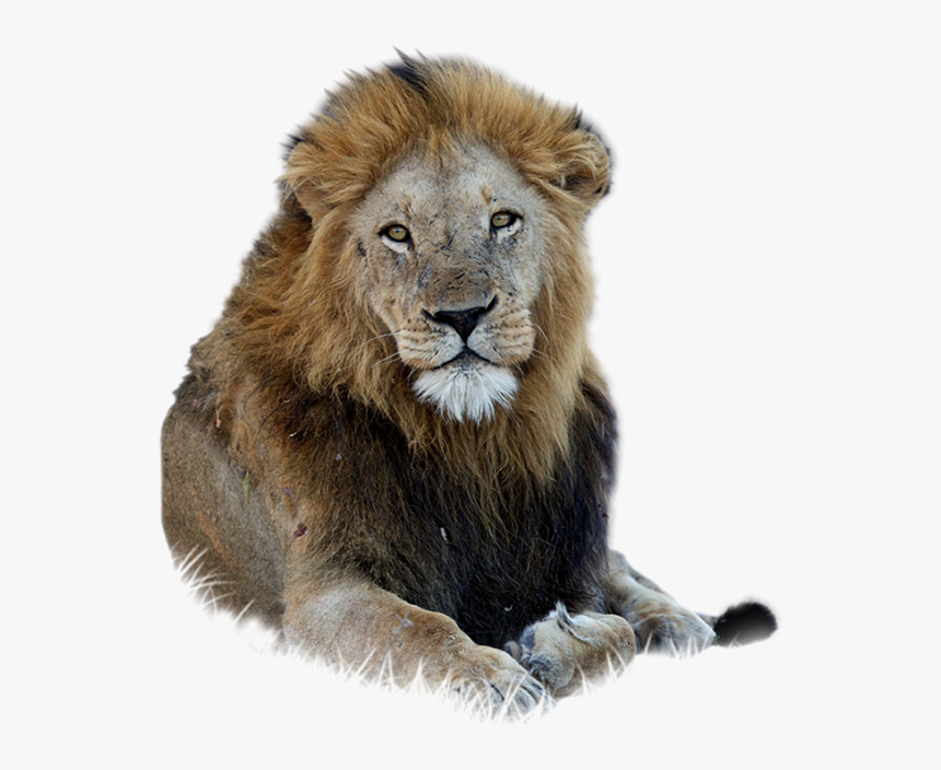 Lion Free Png - Asian Lion Png, Transparent Png