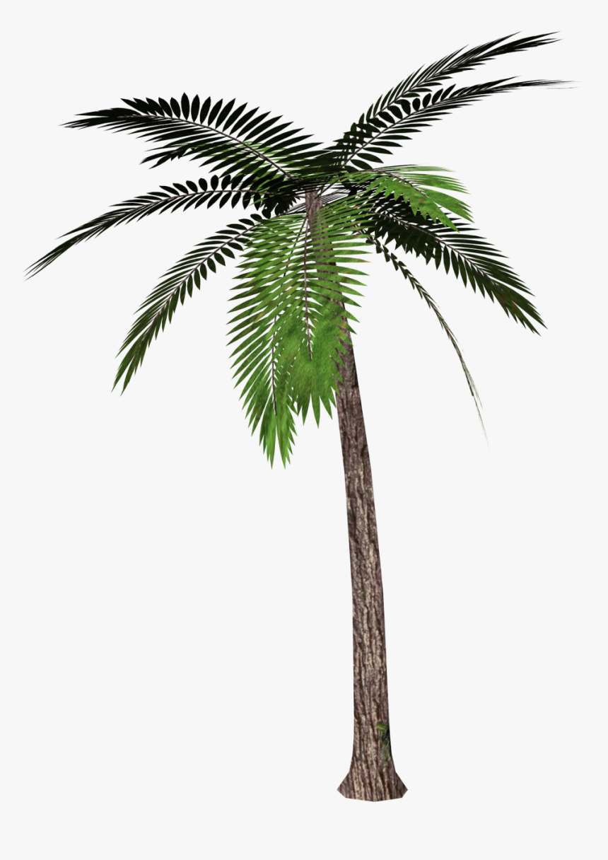 Palm Tree Transparent Background, HD Png Download , Transparent Png