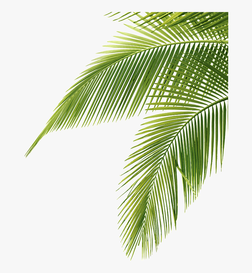 Palm Tree Leaf Png - Palm Tree Leaves Png, Transparent Png