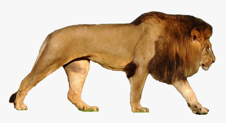 Polar Bear Compared To Lion, HD Png Download