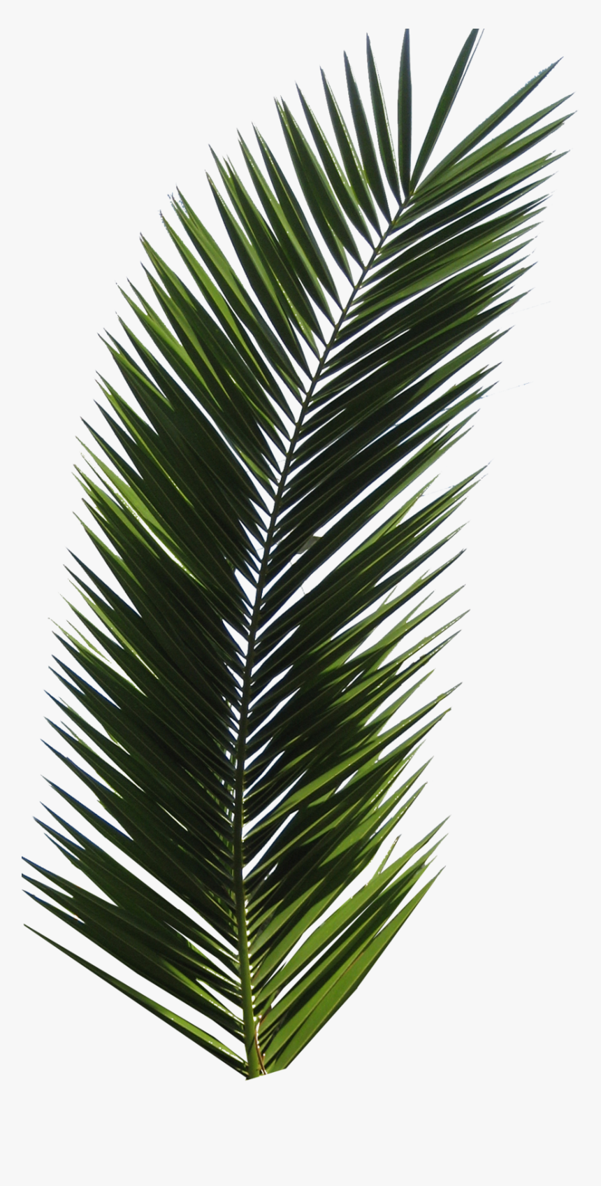 Palm Tree Leaf, HD Png Download