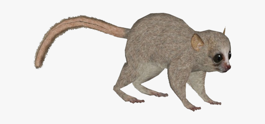 Marsh Rice Rat, HD Png Download