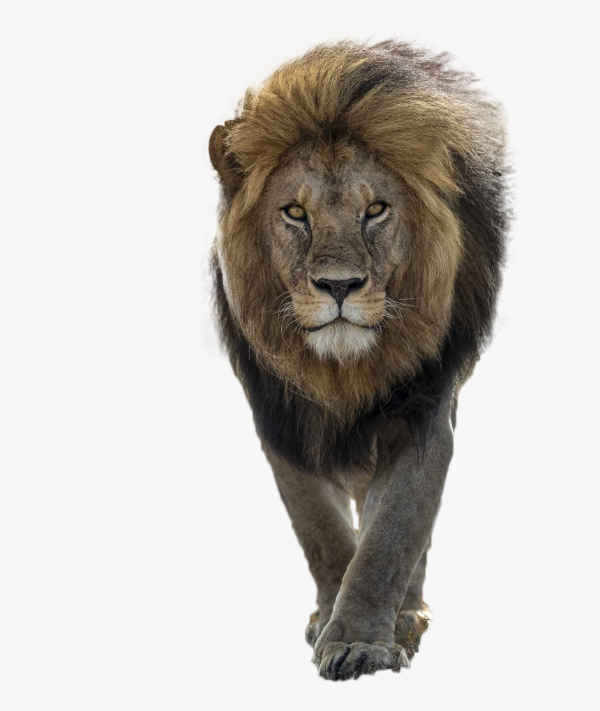Lion Png Image - Handsome Lion, Transparent Png