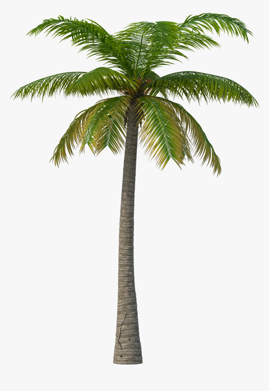 Palm Tree Png Image - Summer Days Martin Garrix, Transparent Png