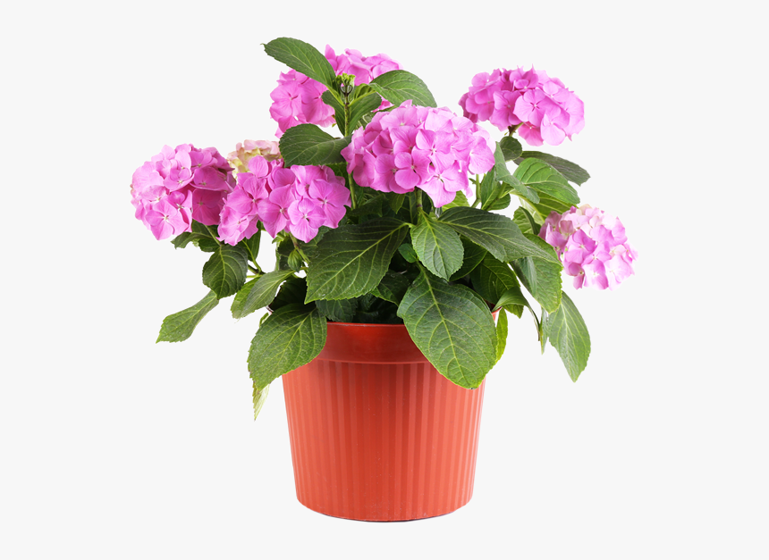 Feel Good About Visiting The Same Nursery Where- - Pink Flower Pot Png, Transparent Png