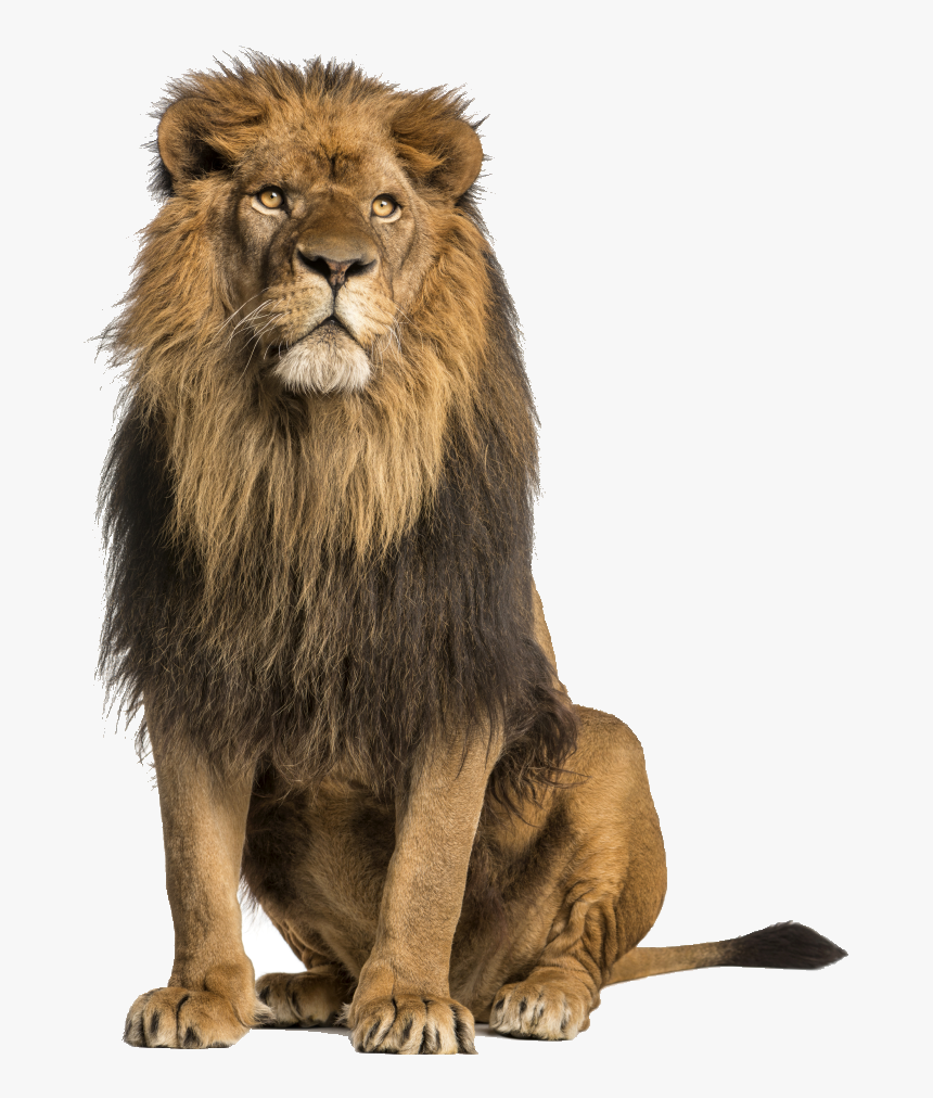Lion Stock Photography Royaltyfree Lion Sitting Up, HD Png Download