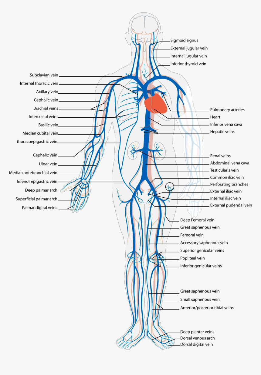 Arteries And Veins, HD Png Download