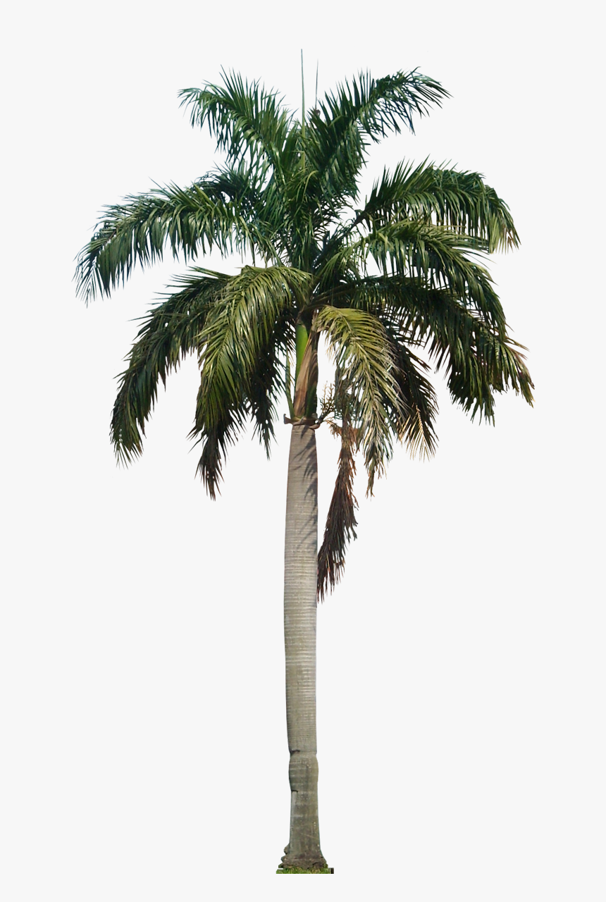 Palm Free Png Image - Coconut Tree Png, Transparent Png