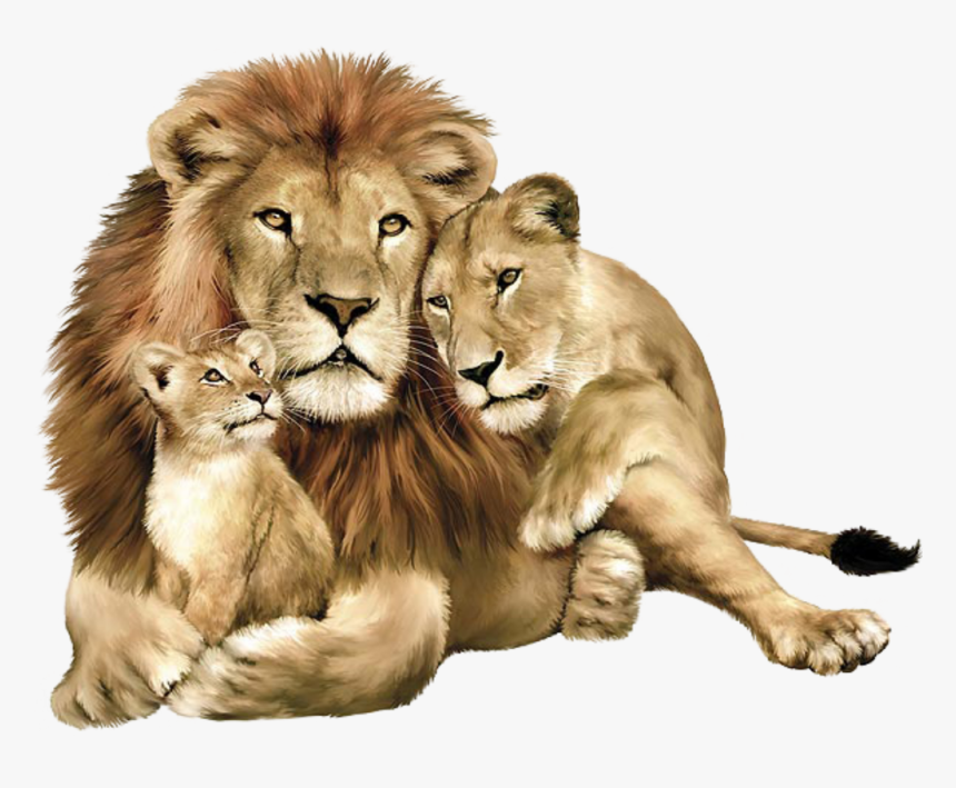 Lion Png Image, Free Image Download, Picture, Lions - Lion Lioness And Cub, Transparent Png