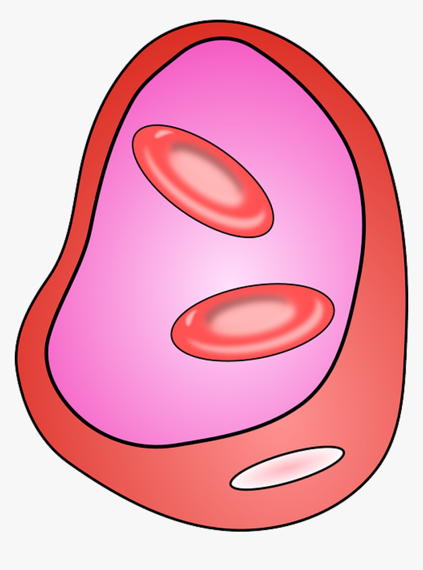 Blood Vessels - Cell Clipart Transparent, HD Png Download