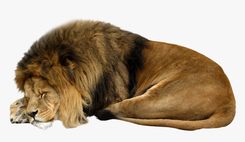 Sleeping Lion White Background, HD Png Download