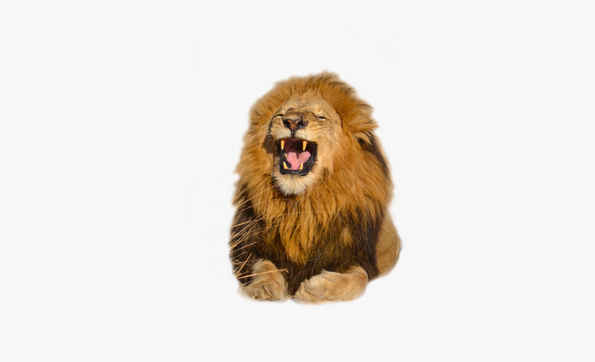 Download Free High Quality Lion Png Transparent Images - Masai Lion, Png Download