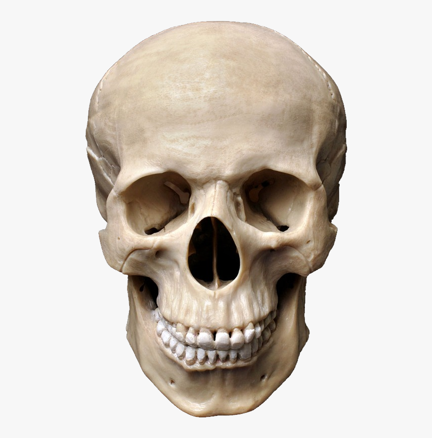 Skull Png, Transparent Png