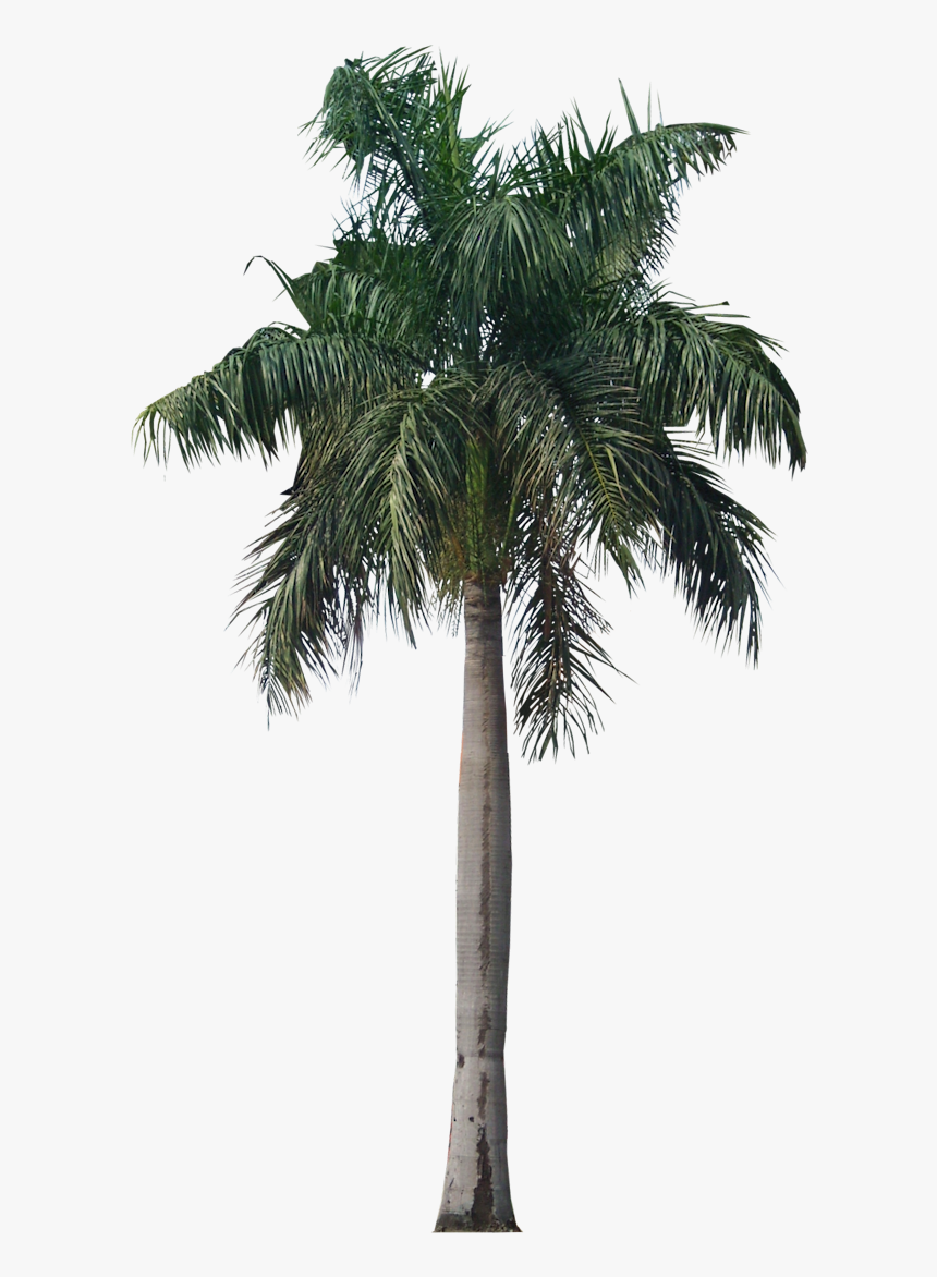 Palm Tree Png Photo - Royal Palm Png, Transparent Png