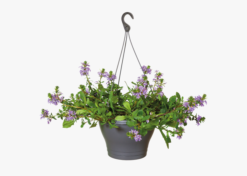 Png Flower Pot Plant, Transparent Png
