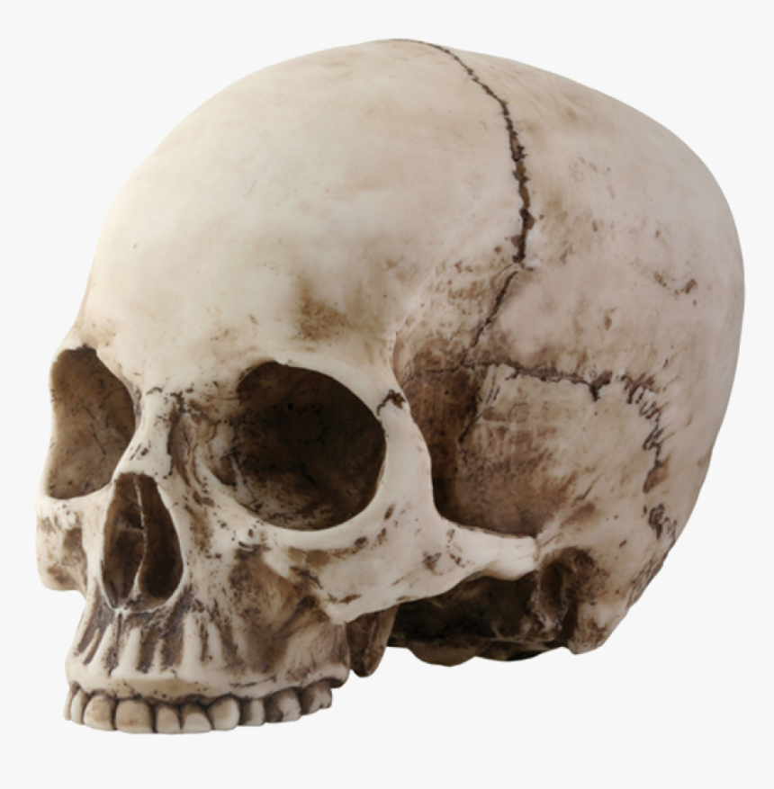 Skull Png Image - Skull With No Jaw, Transparent Png