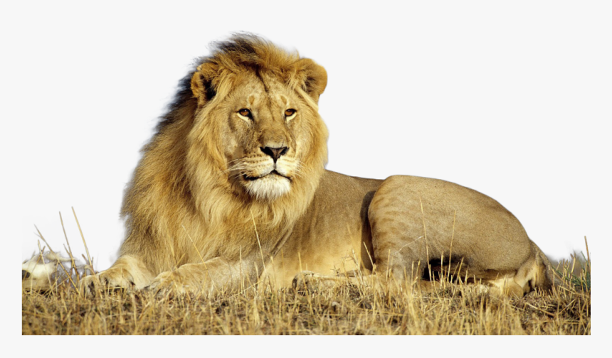Download Lion Png Transparent Images Transparent Backgrounds, Png Download