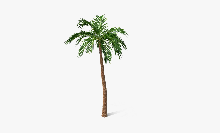Palm Tree Png, Transparent Png