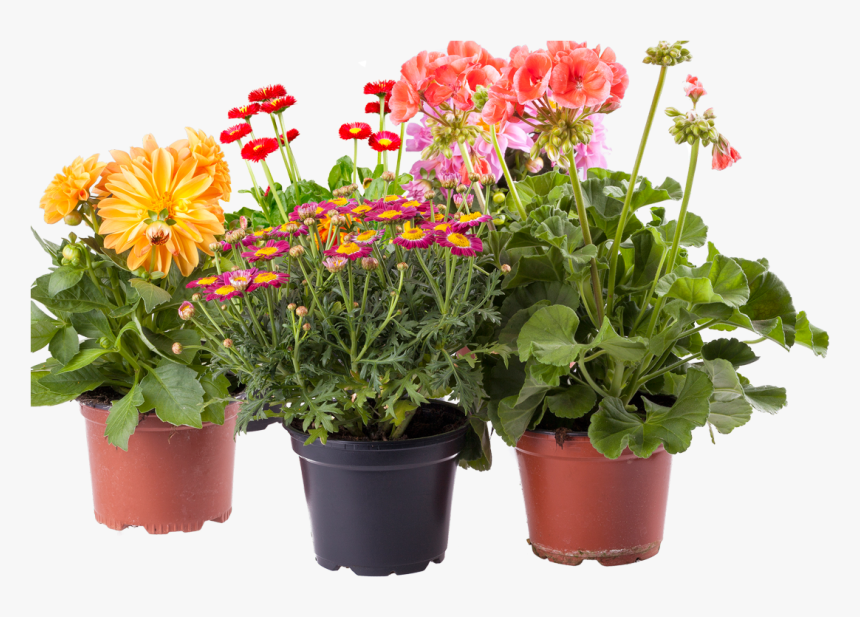 Transparent Potted Flower Clipart - Flower Pots Images Png, Png Download