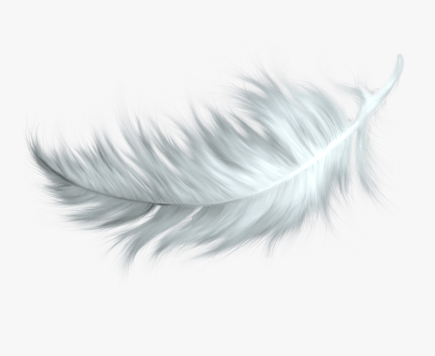 White Feather - Bird Feather Png, Transparent Png