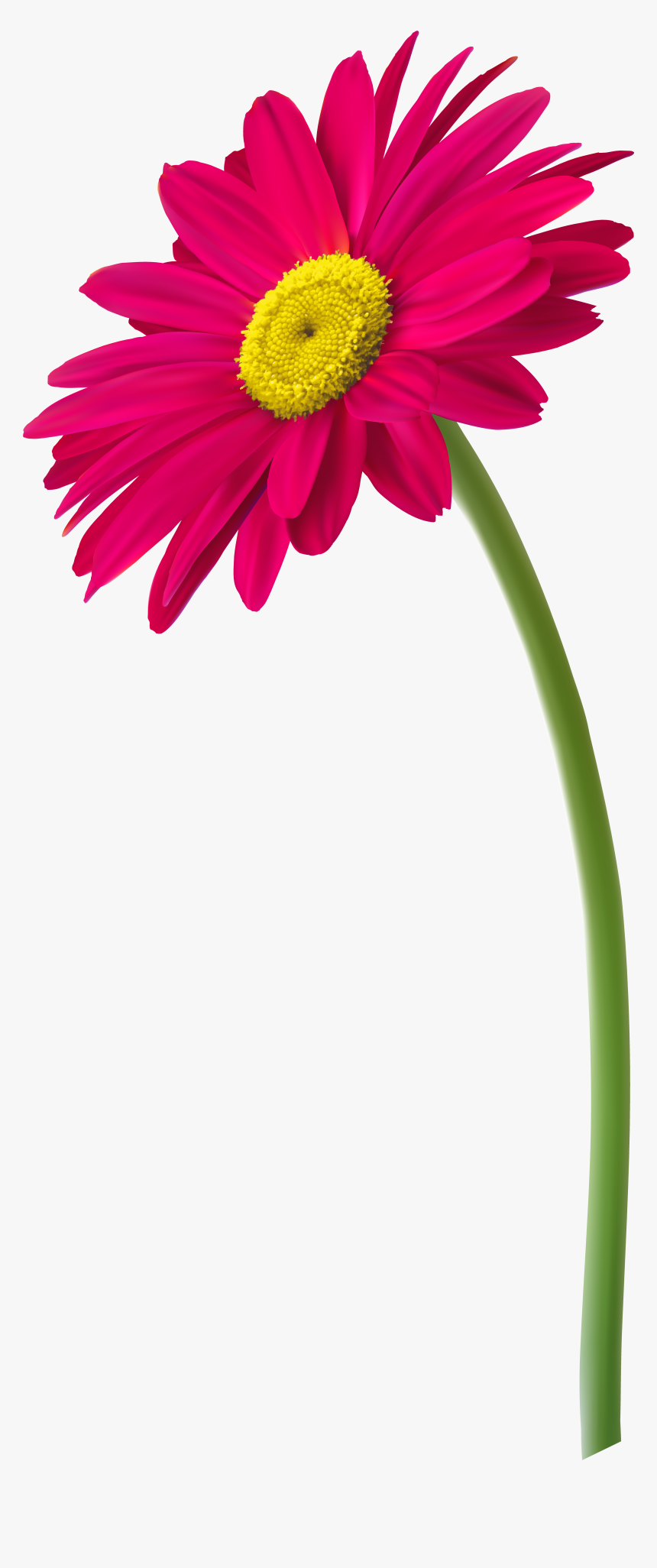 Transparent Field Of Flowers Png - Flower With Pot Png, Png Download