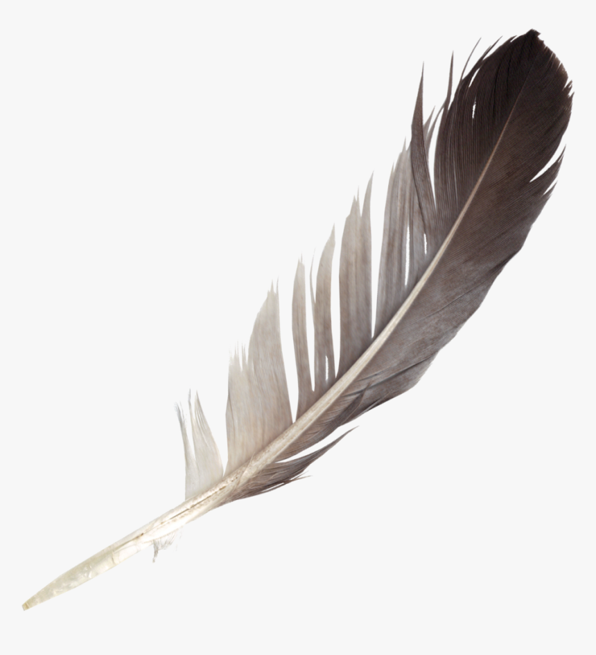 Transparent Feather Pen Png - Feather Png, Png Download