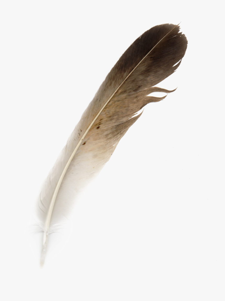 Feather Png Photo - Hornbill Feather Png, Transparent Png
