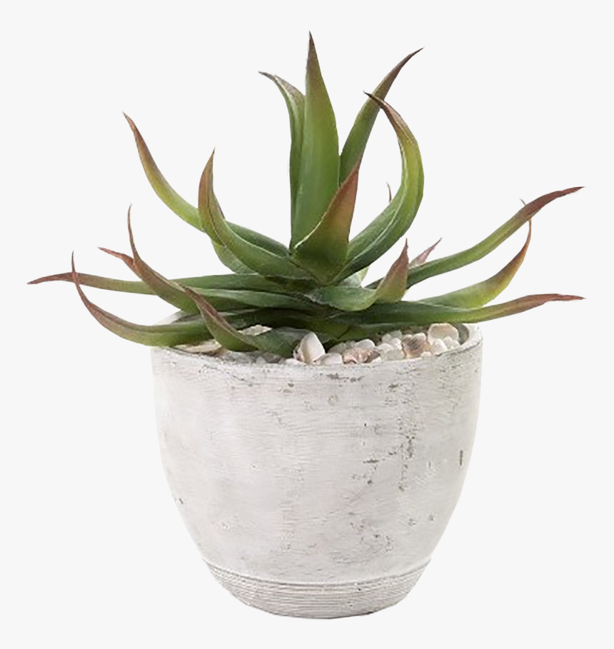 Aloe Vera Pot Png, Transparent Png
