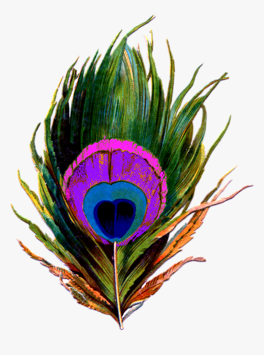 Peacock-feather Png - Peacock Feather Png Logo, Transparent Png