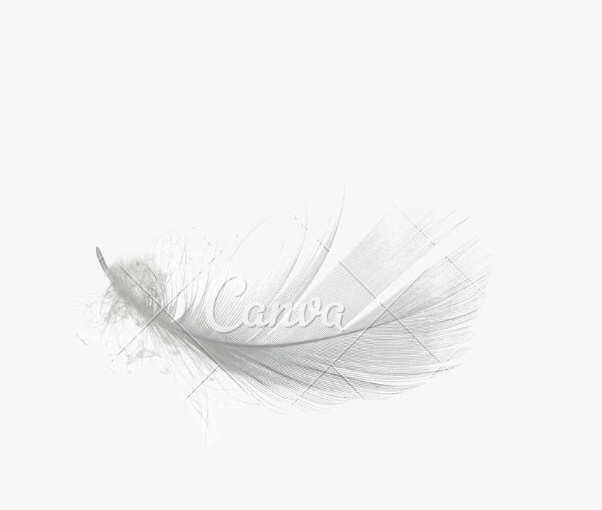 White Feather Png High-quality Image - Sketch, Transparent Png