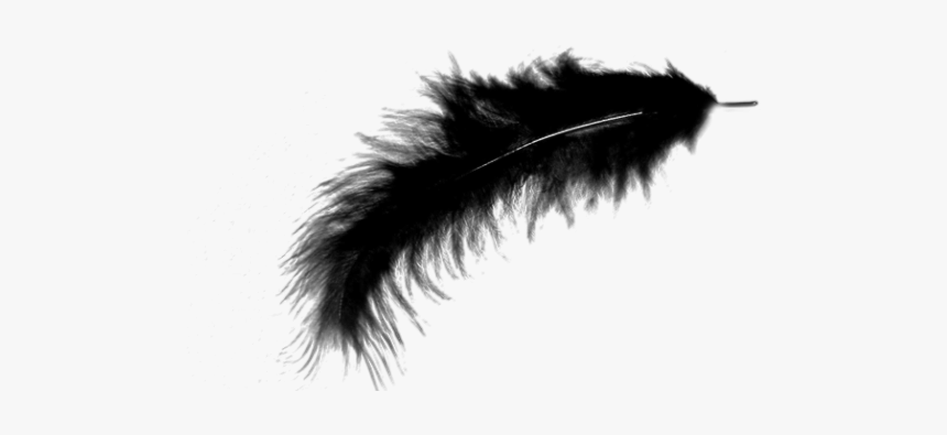 Transparent Transparent Background Feather, HD Png Download